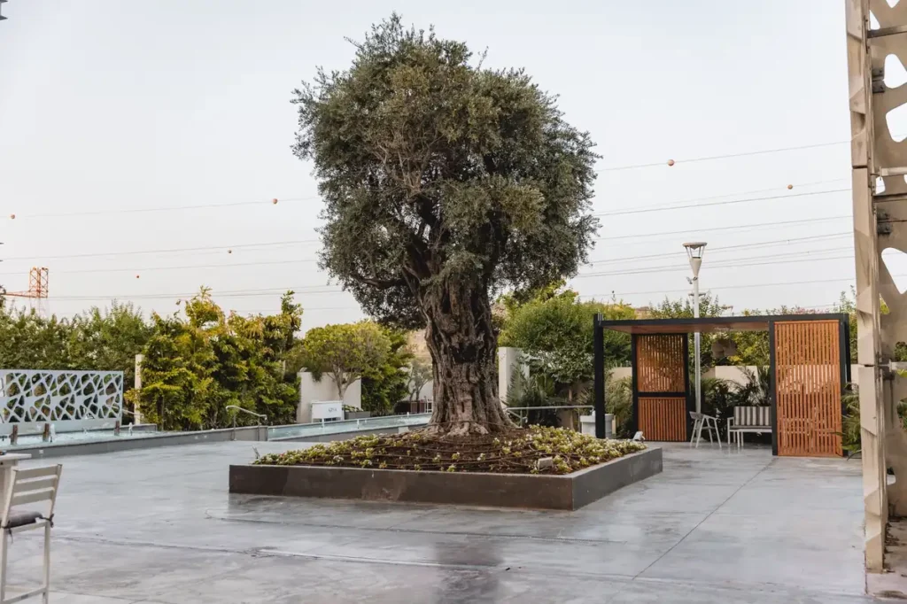 נועם ותומר 26.5.25 | אריא אירועים